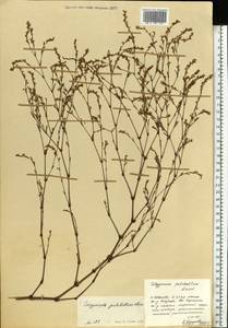 Polygonum arenarium subsp. pulchellum (Loisel.) Thell., Eastern Europe, Central forest region (E5) (Russia)