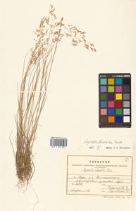 Agrostis flaccida Hack., Siberia, Russian Far East (S6) (Russia)