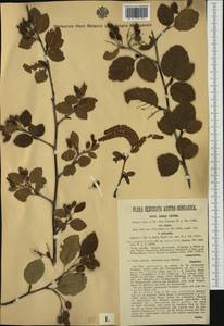 Alnus alnobetula subsp. alnobetula, Western Europe (EUR) (Italy)
