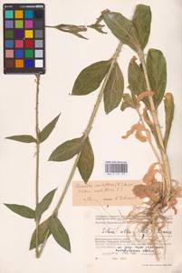 Silene noctiflora L., Eastern Europe, Lower Volga region (E9) (Russia)