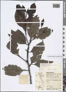 Lithocarpus aggregatus subsp. pseudomagneinii A.Camus, South Asia, South Asia (Asia outside ex-Soviet states and Mongolia) (ASIA) (Vietnam)