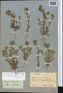 Buglossoides tenuiflora (L. fil.) I. M. Johnst., Middle Asia, Kopet Dag, Badkhyz, Small & Great Balkhan (M1) (Turkmenistan)