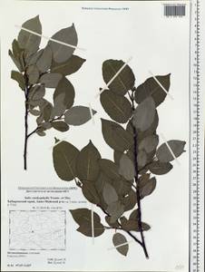 Chosenia cardiophylla (Trautv. & C. A. Mey.) N. Chao, Siberia, Russian Far East (S6) (Russia)
