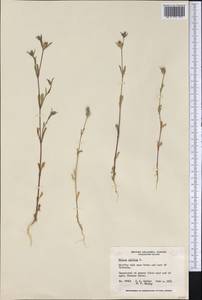 Silene gallica L., America (AMER) (Canada)