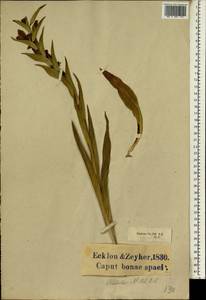 Gladiolus, Africa (AFR) (South Africa)