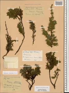 Juniperus communis var. communis, Caucasus, Armenia (K5) (Armenia)