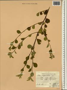 Sida spinosa L., South Asia, South Asia (Asia outside ex-Soviet states and Mongolia) (ASIA) (Vietnam)