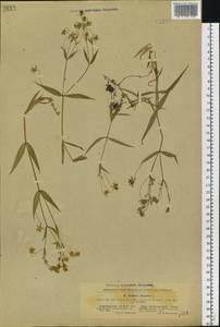 Rabelera holostea (L.) M. T. Sharples & E. A. Tripp, Eastern Europe, North Ukrainian region (E11) (Ukraine)