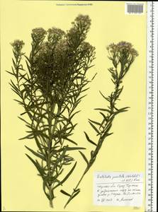 Galatella sedifolia subsp. sedifolia, Eastern Europe, North-Western region (E2) (Russia)