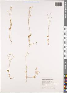 Stellaria peduncularis Bunge, Siberia, Yakutia (S5) (Russia)