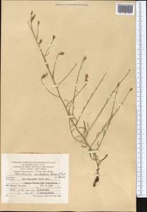 Convolvulus pseudocantabrica subsp. askabadensis (Bornm. & Sint.) Vved., Middle Asia, Kopet Dag, Badkhyz, Small & Great Balkhan (M1) (Turkmenistan)