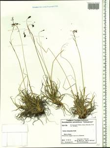 Carex fuliginosa Schkuhr, Siberia, Central Siberia (S3) (Russia)