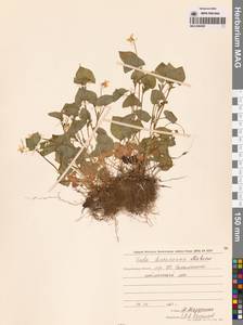 Viola kusanoana Makino, Siberia, Russian Far East (S6) (Russia)