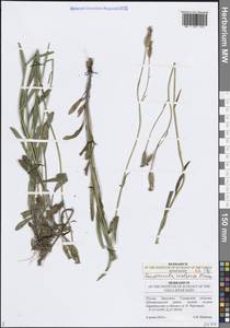 Campanula wolgensis P.A.Smirn., Eastern Europe, Middle Volga region (E8) (Russia)
