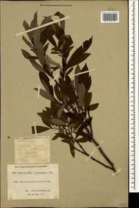 Salix caucasica × pantosericea, Caucasus, Krasnodar Krai & Adygea (K1a) (Russia)