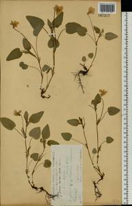 Viola canina L., Eastern Europe, Central forest-and-steppe region (E6) (Russia)