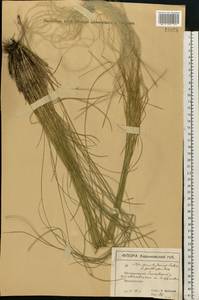 Stipa pennata L., Eastern Europe, North Ukrainian region (E11) (Ukraine)