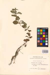 MHA 0 158 451, Mentha × verticillata L., Eastern Europe, Lithuania (E2a) (Lithuania)