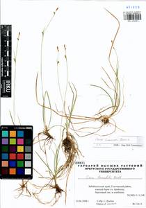 Carex krausei Boeckeler, Siberia, Baikal & Transbaikal region (S4) (Russia)