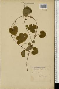 Glechoma hederacea L., Caucasus, Stavropol Krai, Karachay-Cherkessia & Kabardino-Balkaria (K1b) (Russia)