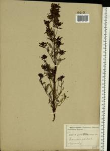 Pedicularis palustris, Eastern Europe, Central region (E4) (Russia)