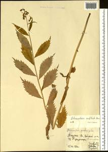 Adenophora sublata Kom., Siberia, Russian Far East (S6) (Russia)