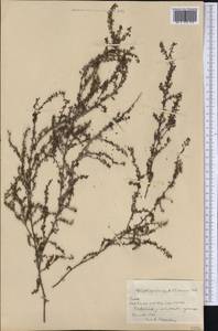 Euploca lagoensis (Warm.) Diane & Hilger, America (AMER) (Cuba)