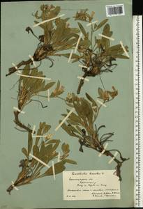 Convolvulus lineatus L., Eastern Europe, Lower Volga region (E9) (Russia)