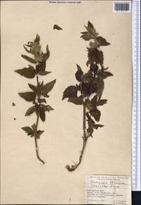 Stachyopsis oblongata (Schrenk) Popov & Vved., Middle Asia, Pamir & Pamiro-Alai (M2) (Kyrgyzstan)