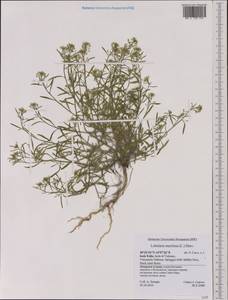 Lobularia maritima (L.) Desv., Western Europe (EUR) (Italy)