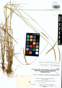 Elymus fibrosus (Schrenk) Tzvelev, Siberia, Baikal & Transbaikal region (S4) (Russia)