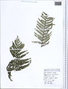 Polystichum aculeatum (L.) Roth, Caucasus, Black Sea Shore (from Novorossiysk to Adler) (K3) (Russia)