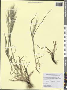 Bromus sterilis L., Caucasus, Black Sea Shore (from Novorossiysk to Adler) (K3) (Russia)