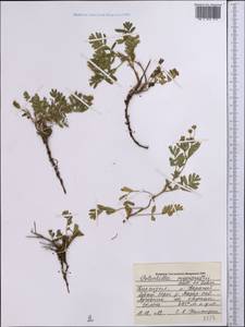 Sibbaldianthe bifurca subsp. bifurca, Middle Asia, Pamir & Pamiro-Alai (M2) (Kyrgyzstan)