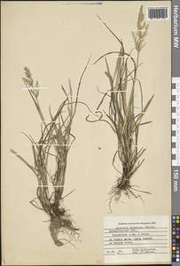 Agrostis stolonifera L., Eastern Europe, Northern region (E1) (Russia)