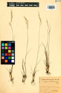 Achnatherum sibiricum (L.) Keng ex Tzvelev, Siberia, Baikal & Transbaikal region (S4) (Russia)