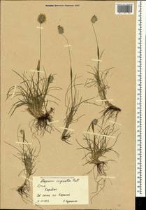 Alopecurus vaginatus (Willd.) Kunth, Crimea (KRYM) (Russia)