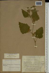 Althaea officinalis L., Eastern Europe, South Ukrainian region (E12) (Ukraine)