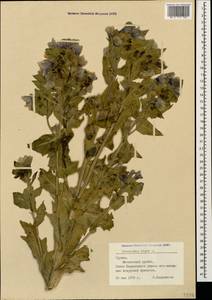 Hyoscyamus niger L., Caucasus, Georgia (K4) (Georgia)