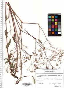 Gypsophila altissima L., Eastern Europe, Middle Volga region (E8) (Russia)