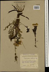 Pedicularis sibthorpii Boiss., Caucasus, Azerbaijan (K6) (Azerbaijan)