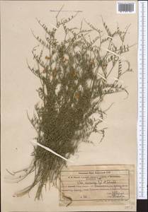 Vicia kokanica Regel & Schmalh., Middle Asia, Western Tian Shan & Karatau (M3) (Uzbekistan)