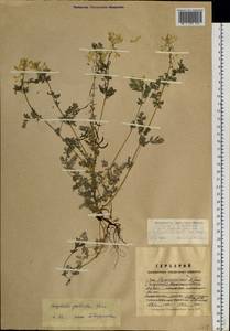 Corydalis speciosa Maxim., Siberia, Russian Far East (S6) (Russia)