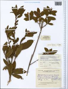 Rhododendron, South Asia, South Asia (Asia outside ex-Soviet states and Mongolia) (ASIA) (China)