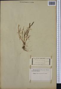 Phleum paniculatum Huds., Western Europe (EUR) (Not classified)