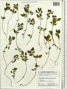 Chenopodium karoi (Murr) Aellen, Siberia, Central Siberia (S3) (Russia)