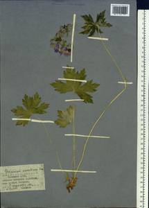 Geranium platyanthum Duthie, Siberia, Baikal & Transbaikal region (S4) (Russia)