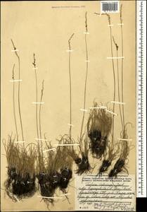 Festuca valesiaca Schleich. ex Gaudin, Caucasus, Armenia (K5) (Armenia)