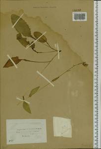 Crepis lyrata (L.) Froel., Siberia, Baikal & Transbaikal region (S4) (Russia)