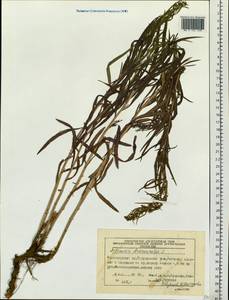 Artemisia dracunculus L., Siberia, Central Siberia (S3) (Russia)
